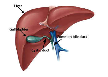 Ilustración de la parte inferior del hígado.
