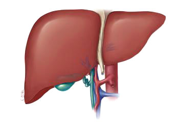 Ilustración del hígado.