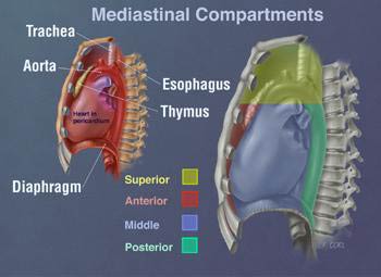 Compartimientos del tórax y de los pulmones.